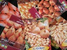 Onions & Shallots