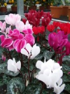 Cyclamen