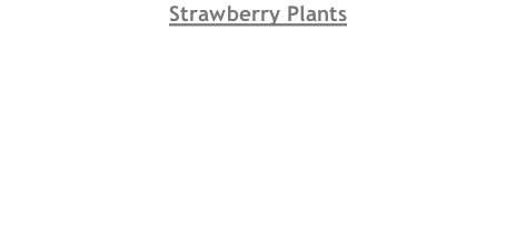 Strawberry Plants