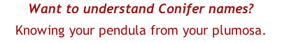 Want to understand Conifer names?  Knowing your pendula from your plumosa.