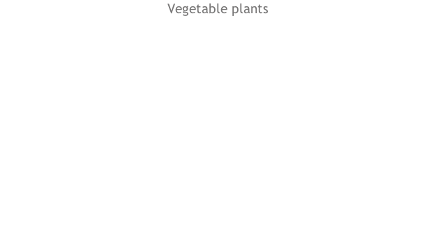 Vegetable plants